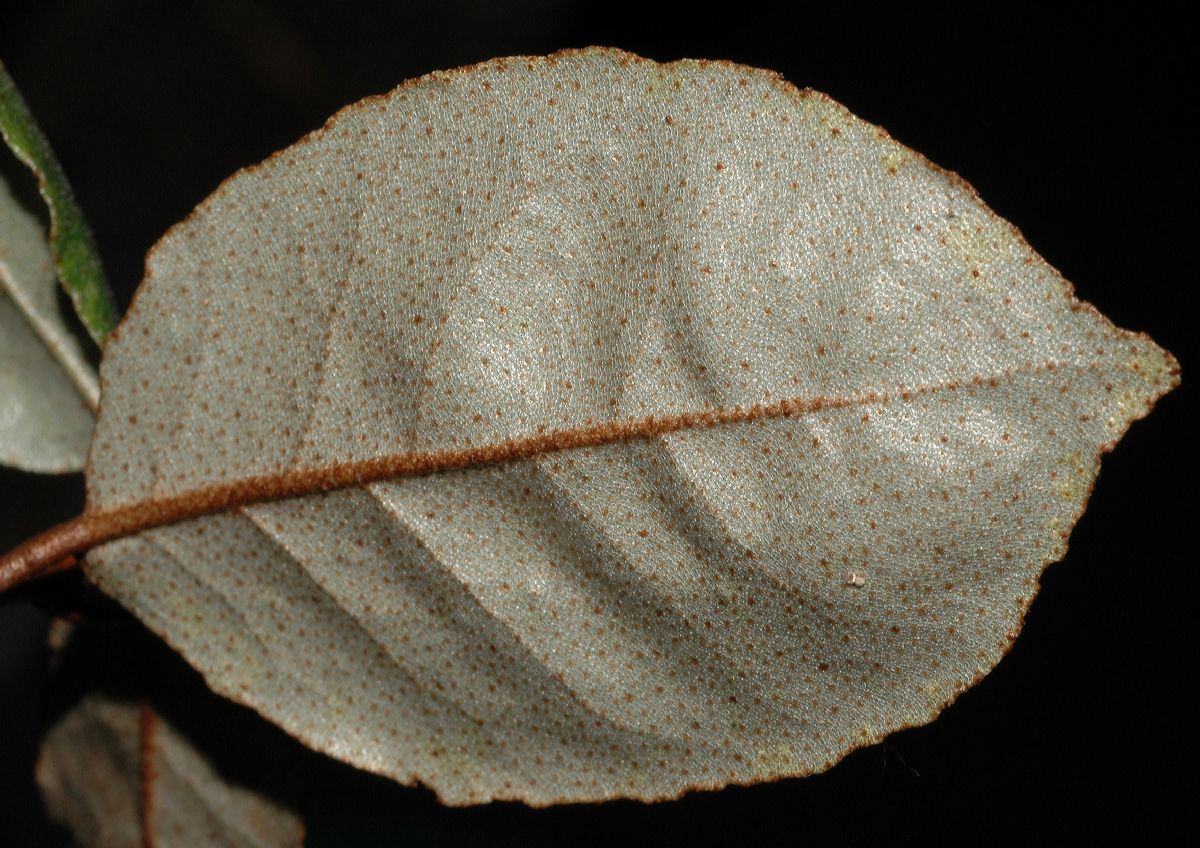 معرفی و راهنمای پرورش درختان میوه - سنجد زینتی